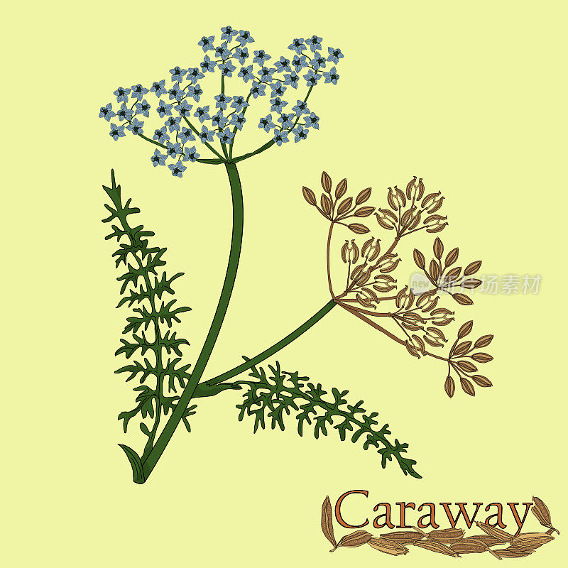 Caraway, meridian fennel, Persian cumin. Illustration of a plant in a vector with flower and spice for use in the cooking of medicinal herbal tea.